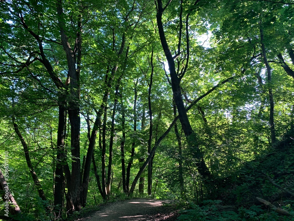 Naklejka premium path in the forest