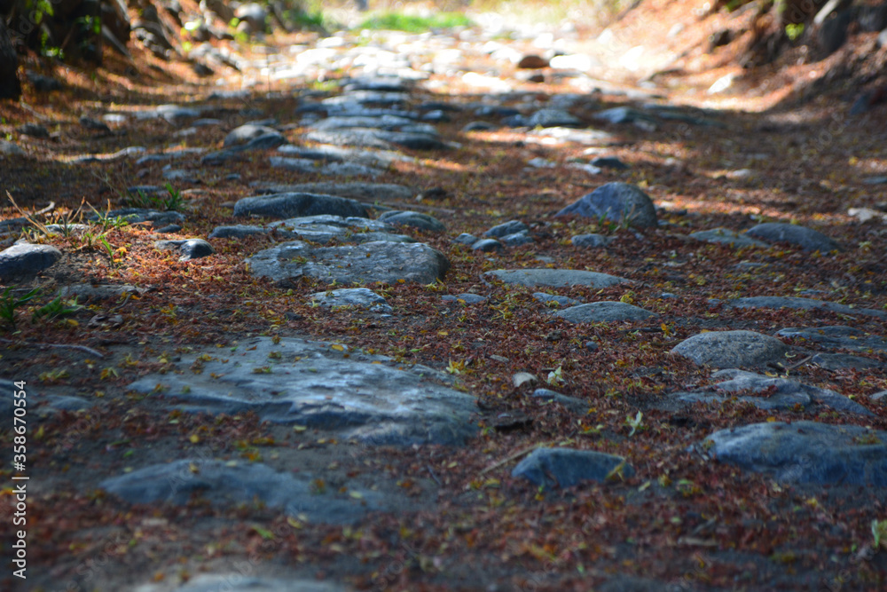 camino de piedras con hojas secas