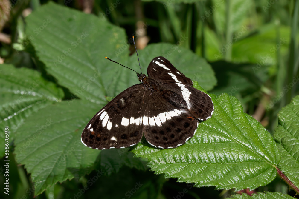 A White Admiral Butterfly basking on a Bramble leaf. A White Admiral Butterfly basking on a Bramble leaf.
