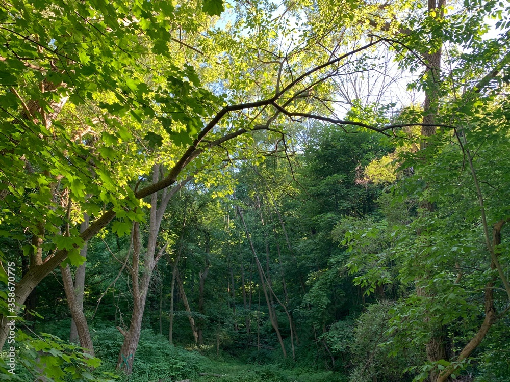 Fototapeta premium trees in the forest