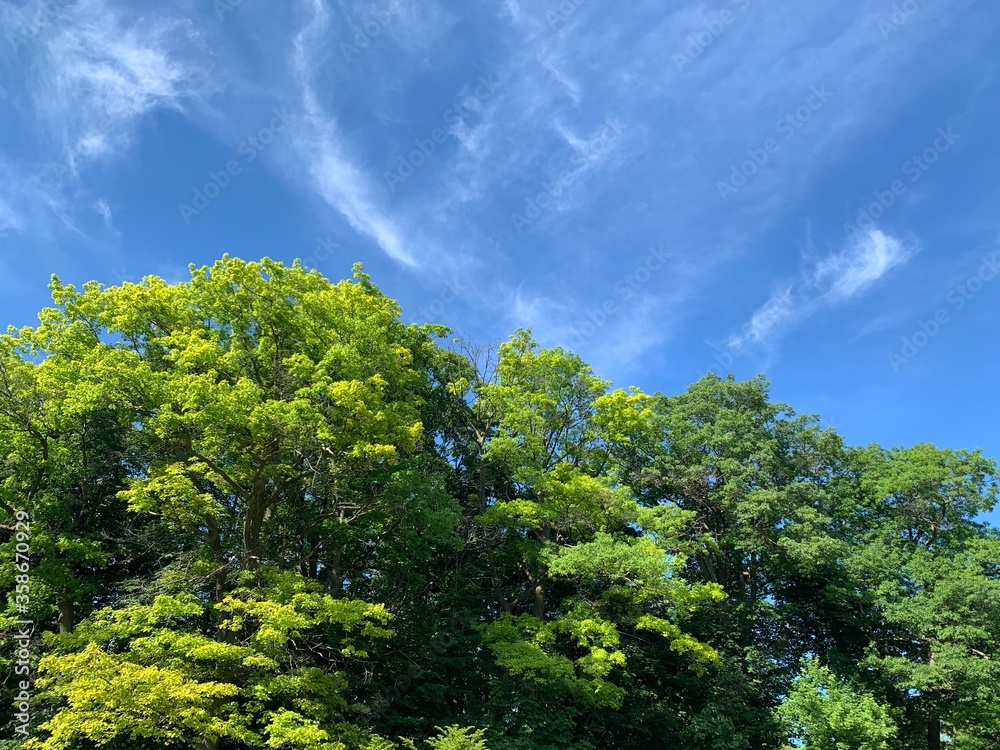 green trees and blue sky