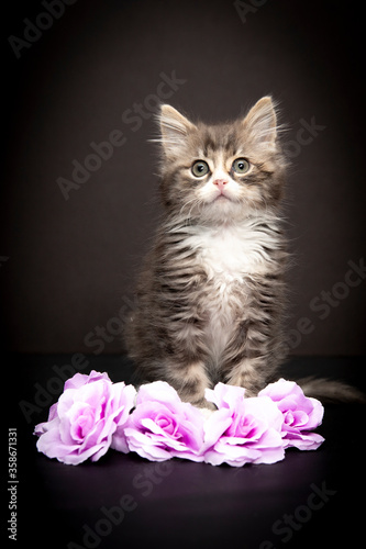 cat with pink rose © Kate