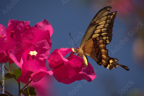 Mariposa alimentandose de flor en el campo photo