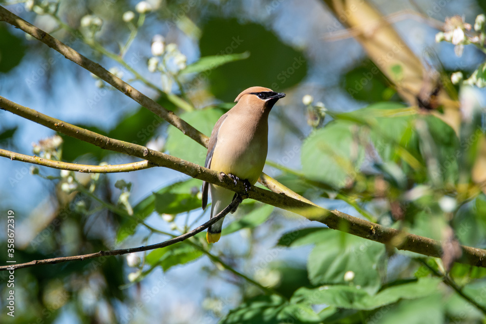Fototapeta premium Cedar Waxwing perching on the branch. Vancouver BC Canada 
