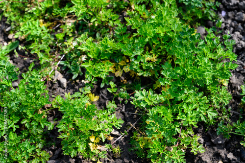 Lush green leaves of parsley in a flowerbed.