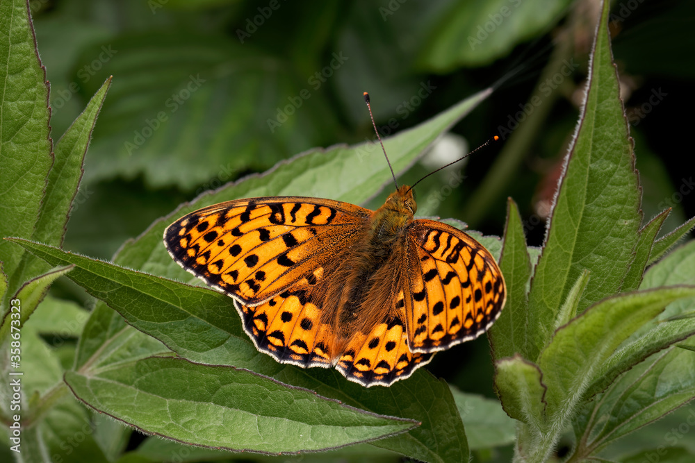 Obraz premium A Dark Green Fritillary Butterfly basking on green leaves.