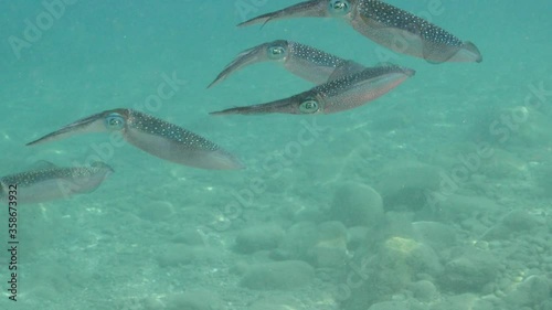 squid underwater close up cuttlefish big eye Loligo vulgaris underwater ocean scenery photo