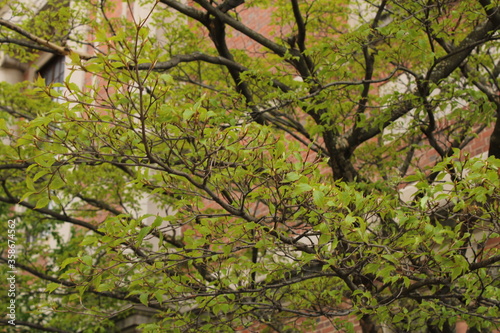 Plantas en la ciudad