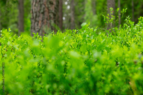 Green grass with morning dew bokeh. Art natural backgrounds