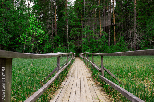 Photo forest trees. nature green wood backgrounds