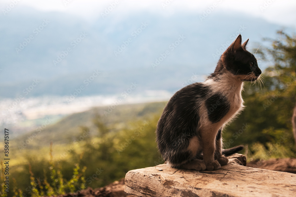 Gato solitario en la montaña