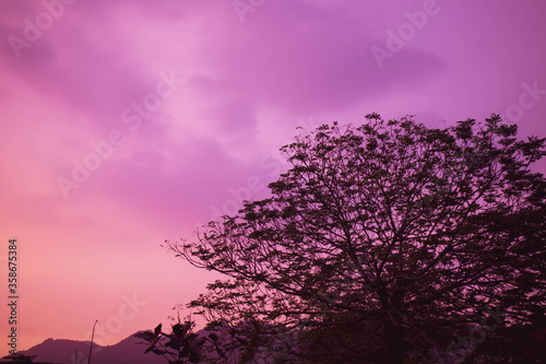 夕焼けに染まる空を背景にした大きな木のシルエット