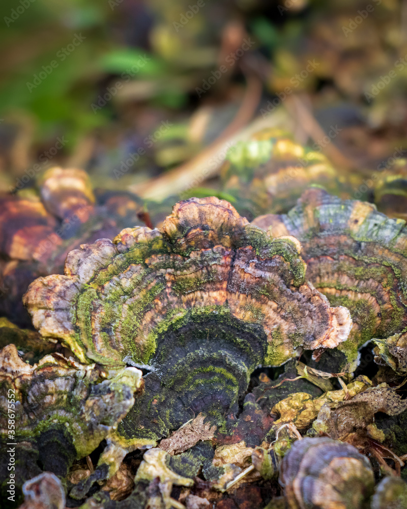 Turkey tail (Trametes versicolor) growing on a log Turkey tail (Trametes versicolor) growing on a log