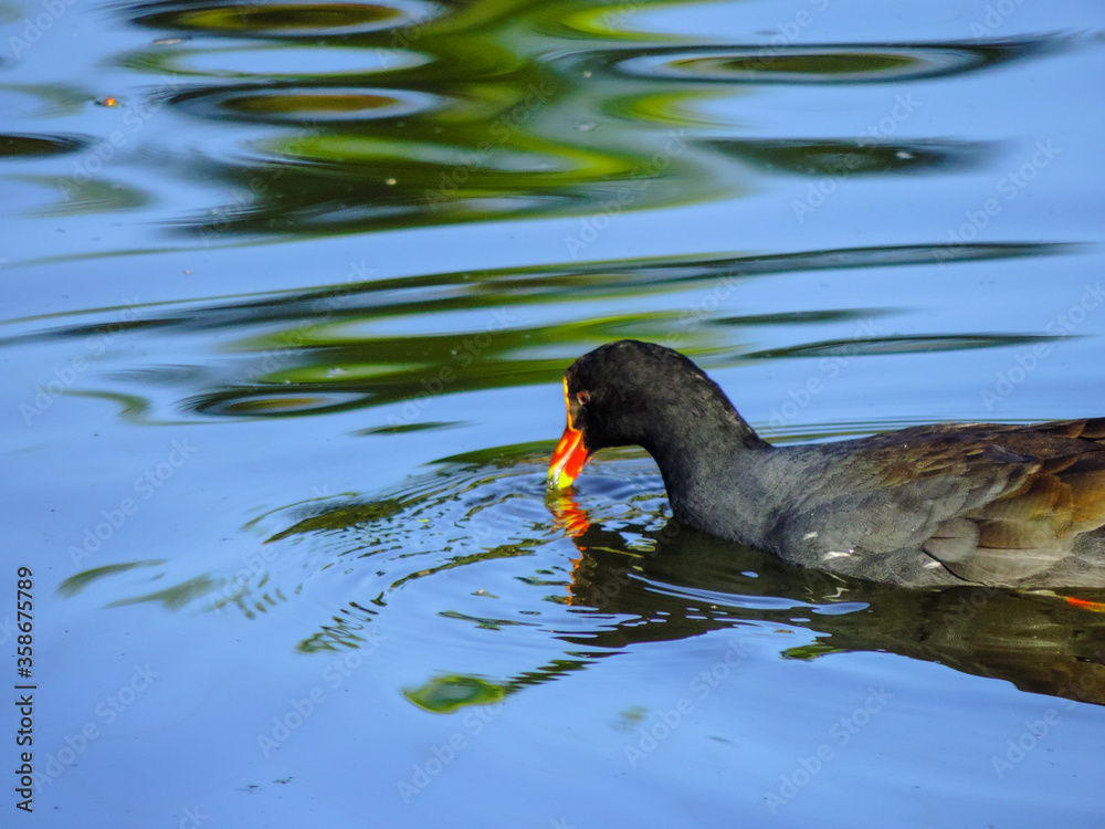 duck in the water duck in the water