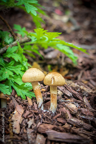 Spring fieldcap (Agrocybe praecox) mushroom growing in mulch