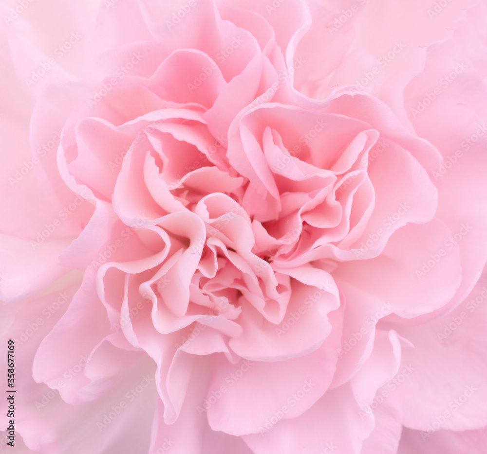 Pink Carnation close up with light and airy pastel tonality