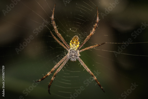 Close up of spider on a web