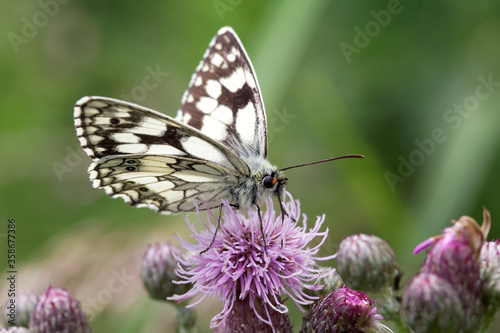 A Marbled White Butterfly nectaring on Creeping Thristle. © Gary