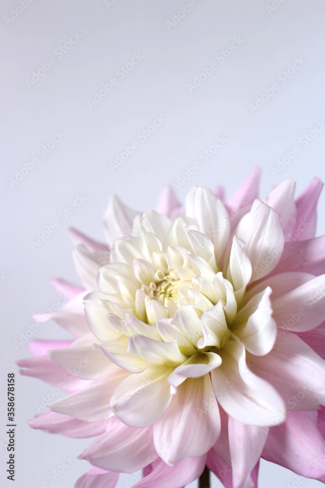 Dahlia flower on white background
