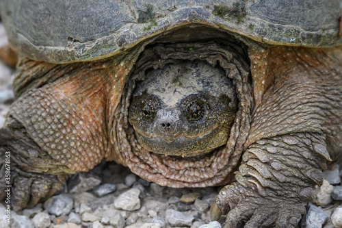 snapping turtle