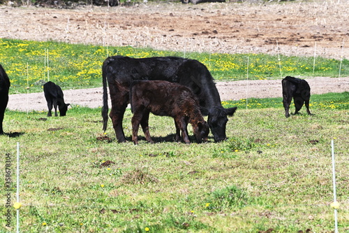 Angus Cow and Calves
