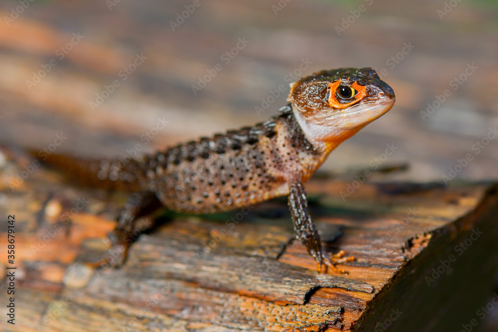 Obraz premium Crocodile skink on wood in tropical garden 