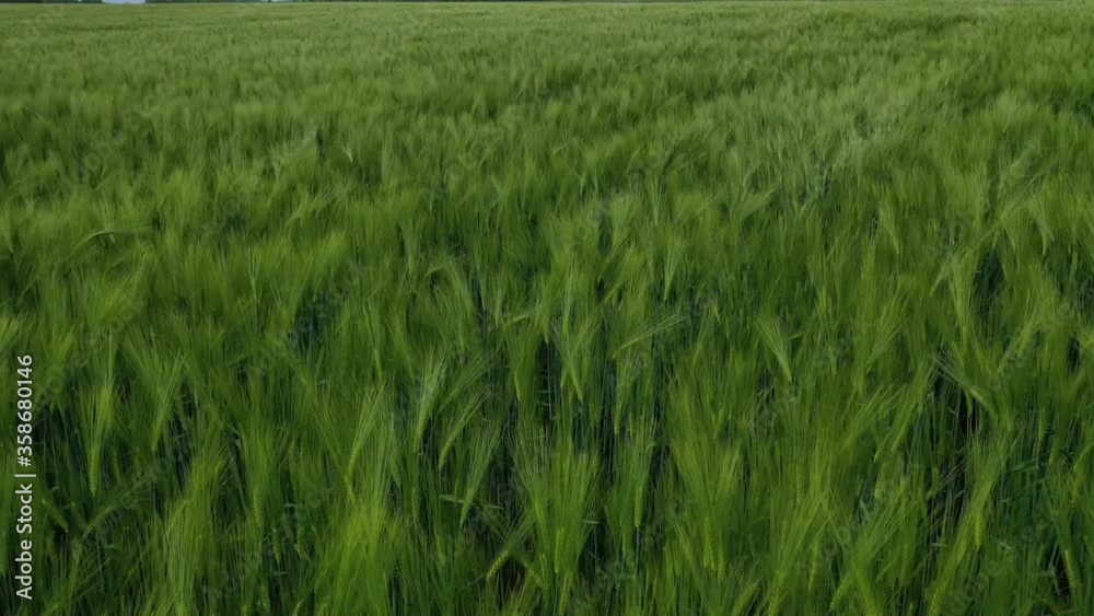 Green field background. Organic plants growing on fields in the countryside. Nature in spring. Flight over fresh field. Aerial view. Green field background. Organic plants growing on fields in the countryside. Nature in spring. Flight over fresh field. Aerial view.