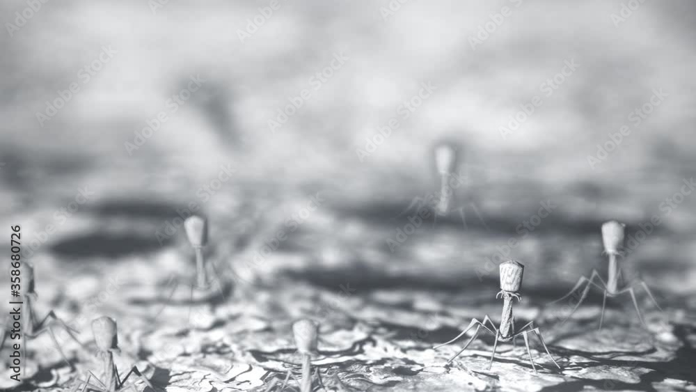 Bacteriophage virus at microscope. Bacterial viruses landing over bacterias seen under a scanning electron microscope.