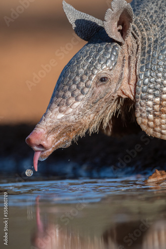 Fotografie armadillo