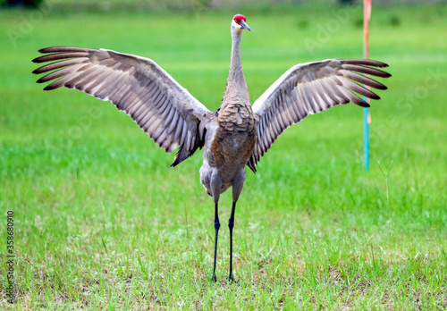 Sandhill Crane drying his wings after a rainfall in Melrose, Florida