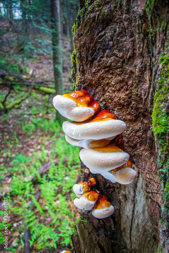 Medicinal hemlock reishi (Ganoderma tsugae) mushroom growing on a tree photo
