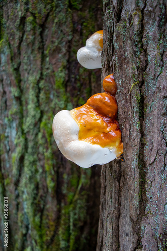 Medicinal hemlock reishi (Ganoderma tsugae) mushroom growing on a tree photo