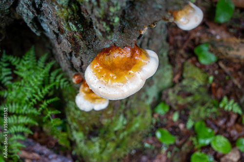 Medicinal hemlock reishi (Ganoderma tsugae) mushroom growing on a tree photo