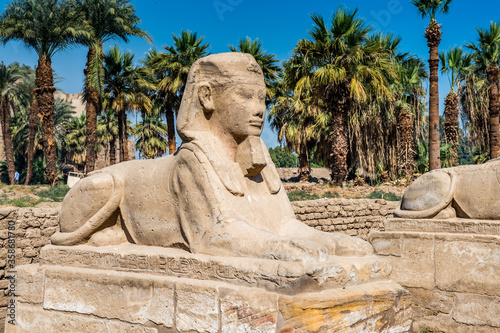 It s Sphinx stuatue of the sphinx alley of the Luxor Temple  a large Ancient Egyptian temple  East Bank of the Nile  Egypt. UNESCO World Heritage