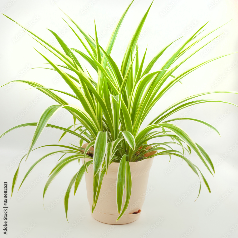 Obraz premium Flower chlorophytum in beige pot on a white background