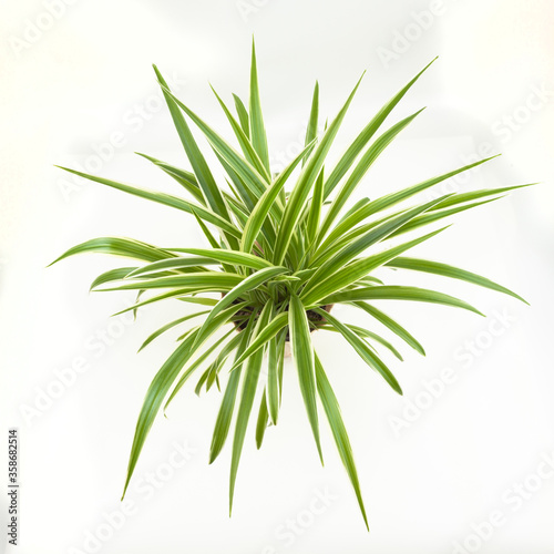 Flower chlorophyteum view from above on a white background, view from above