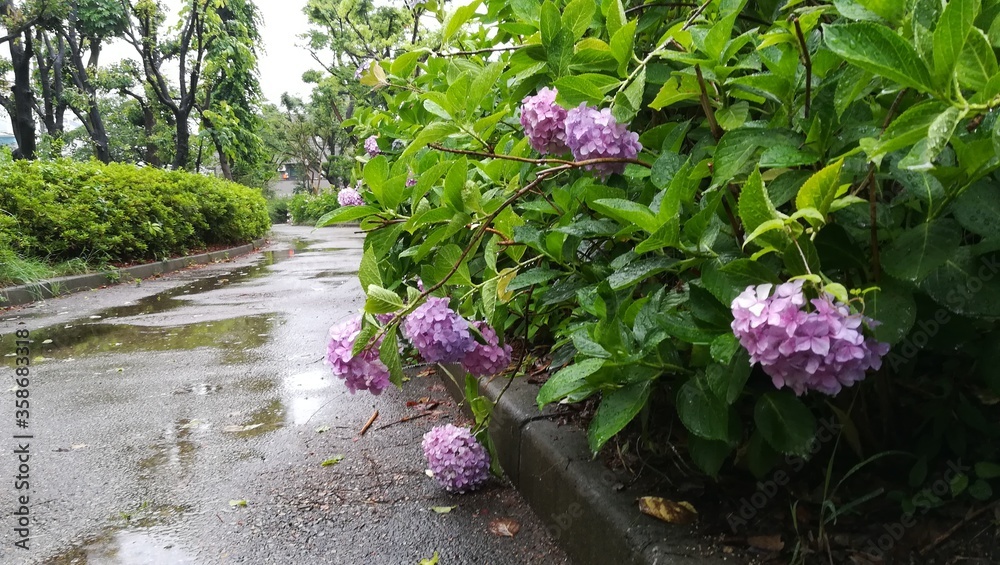 flowers in the garden