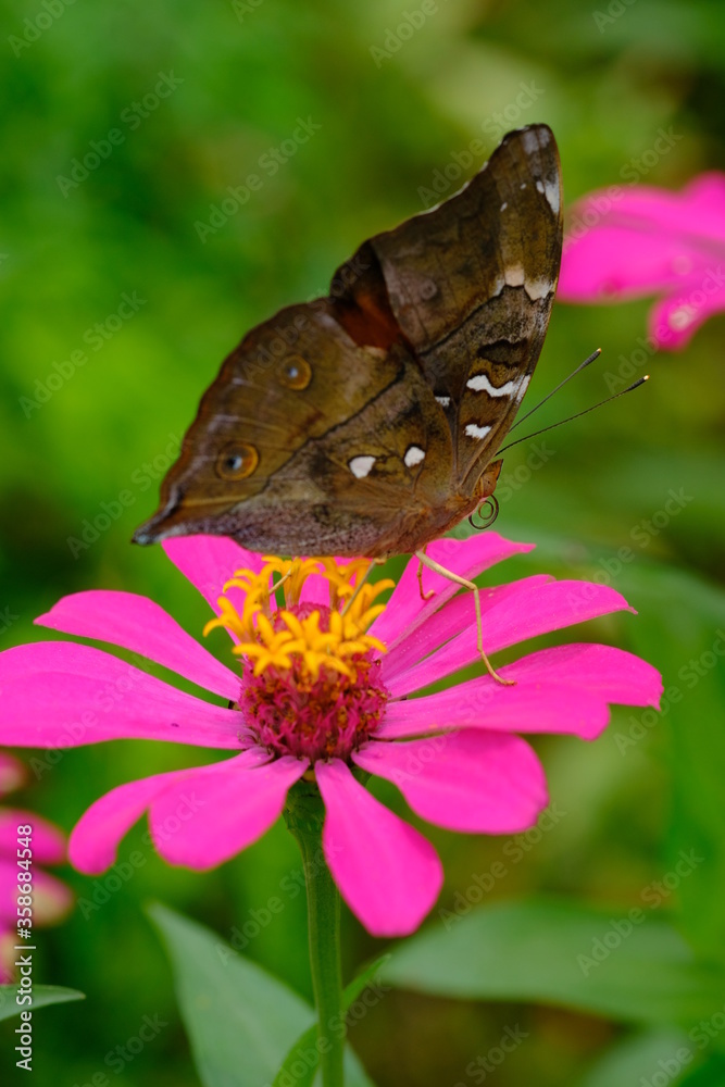 Obraz premium a tropical butterfly alighted on pink zinnia flowers. The butterfly sucks on honey flowers or nectar for its food. this is a symbiosis between a butterfly and a flower. macro photography.