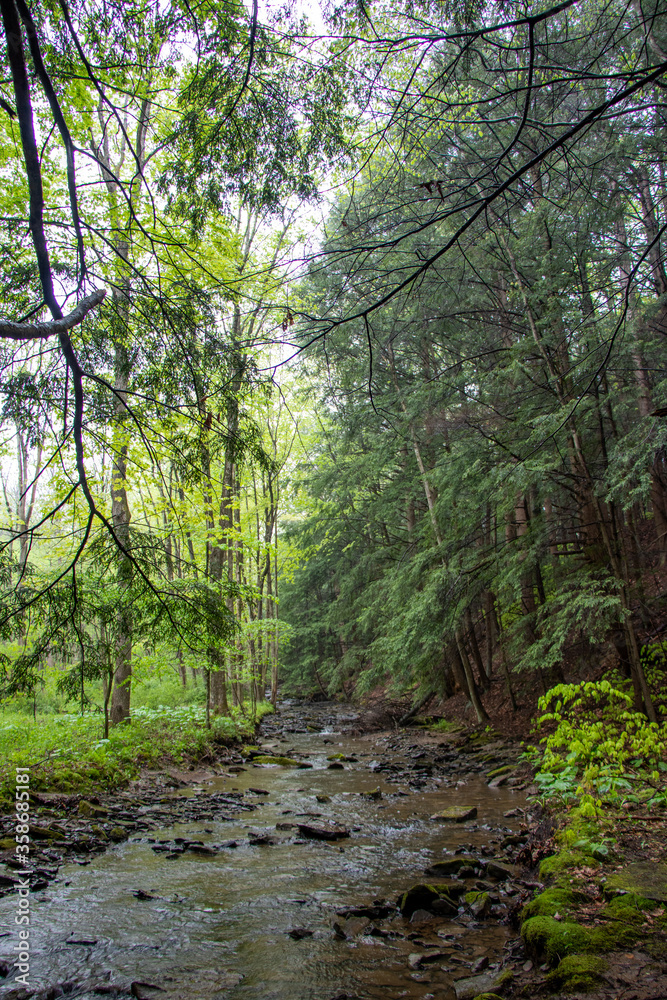 Obraz premium Forest landscape with a creek in Pennsylvania
