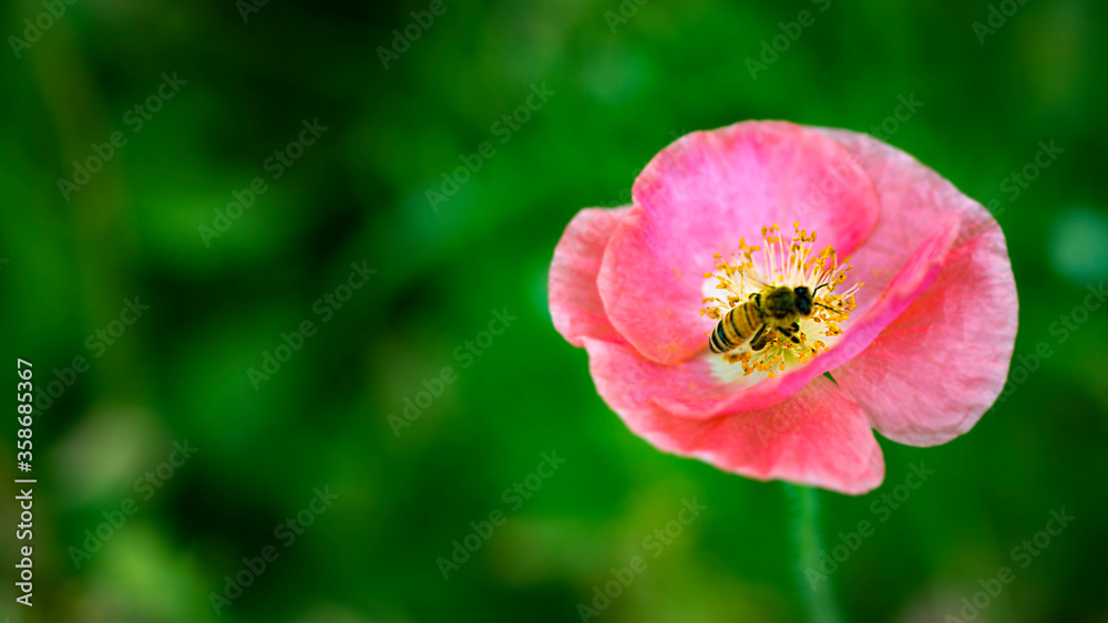 Bee in the poppy