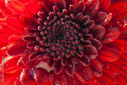 Red flower chrysanthemum in drops of water. Macro image.