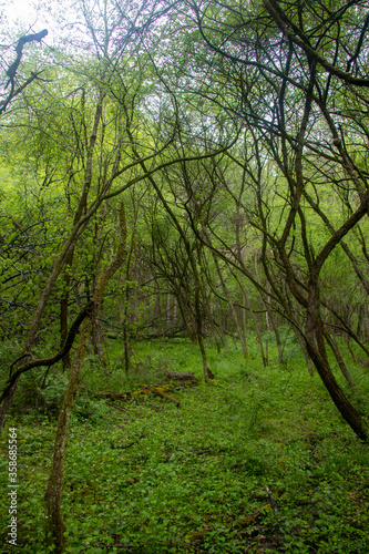 Pennsylvania forest landscape