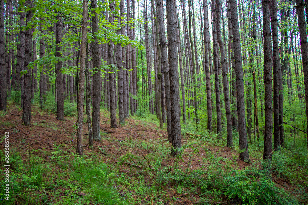 Rows of trees in a forest