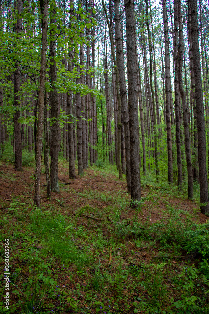 Rows of conifer trees in the woods