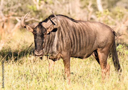 Fototapeta Naklejka Na Ścianę i Meble -  Portrait of a Wildebeest or gnu in the Kruger Park, South Africa
