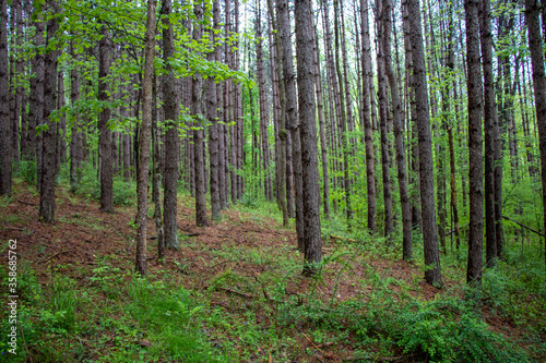 Rows of trees in a forest