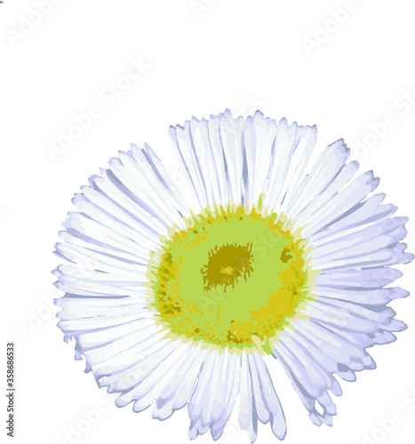 white daisy flower