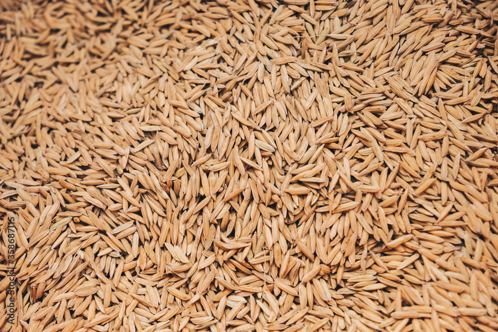 Top view of paddy rice seed after harvesting. Rice is the staple food of over half the world's population. Top view of paddy rice seed after harvesting. Rice is the staple food of over half the world's population.