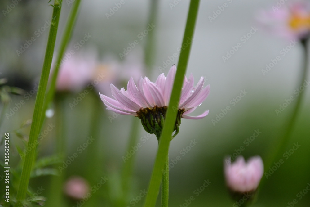 Obraz premium Pink Daisy Blooming