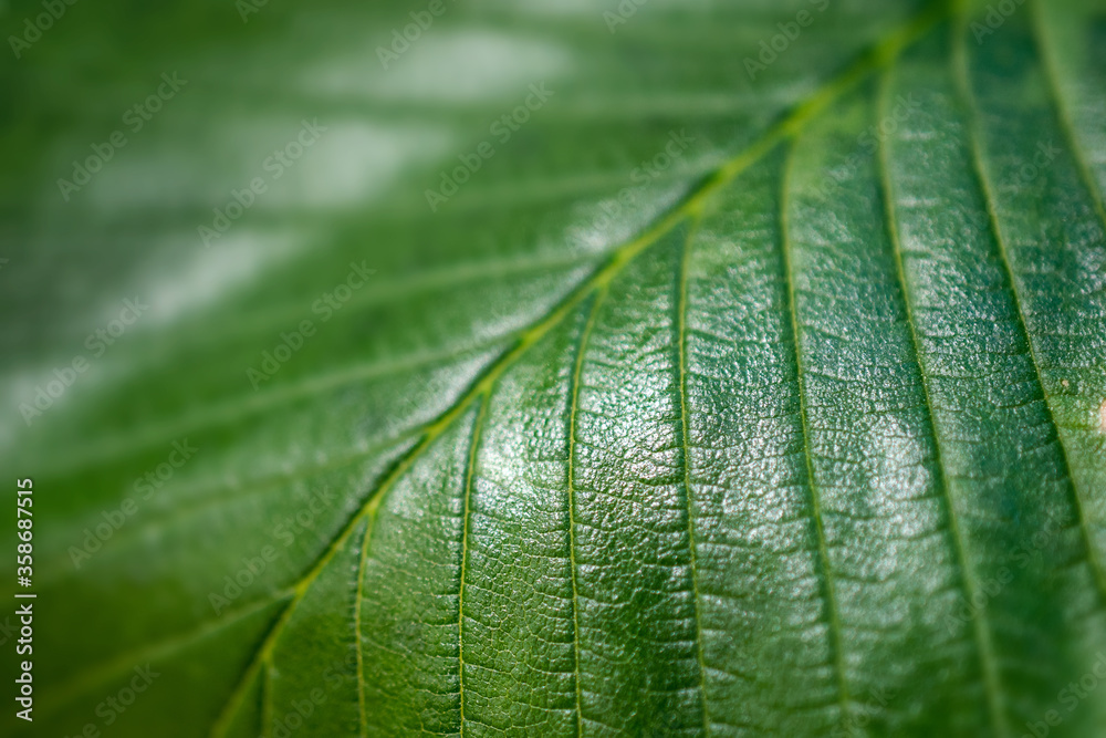 green textured tree leaf close-up, selective focus